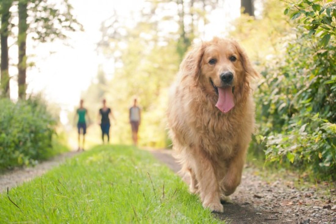 Dogs and Routine: Why a Regular Routine Is Essential