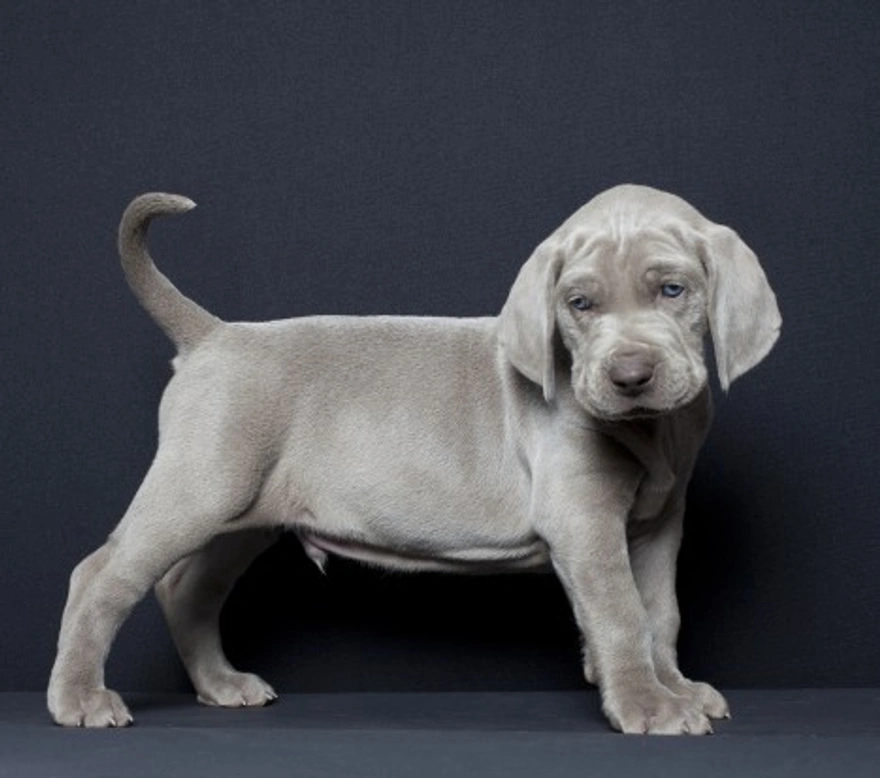 Responsible breeding: Guidelines for breeders and puppy buyers