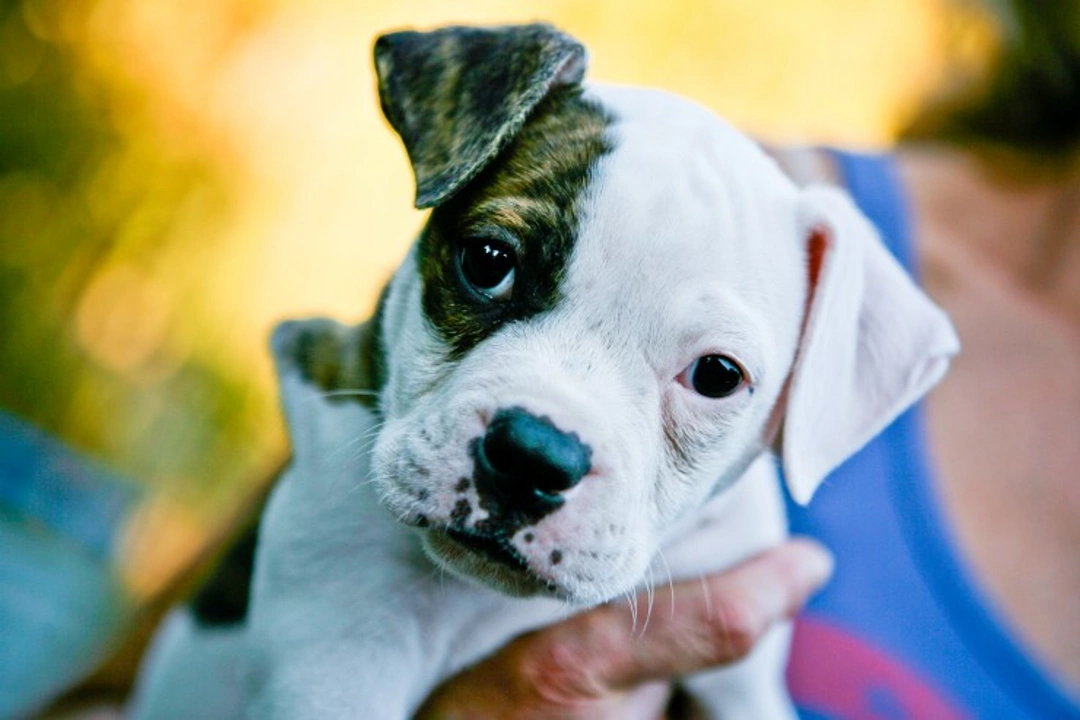 Retained Puppy Teeth: What to Do When Baby Teeth Don't Fall Out