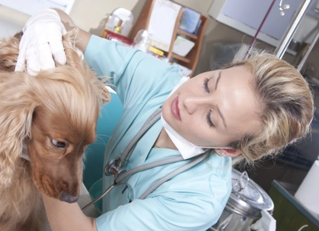 Five biggest changes in veterinary care over 80 years