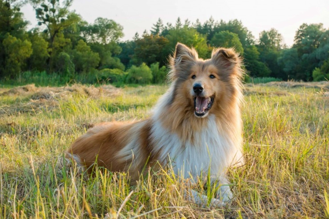 Bee Sting Allergies in Dogs: Symptoms and Emergency Care