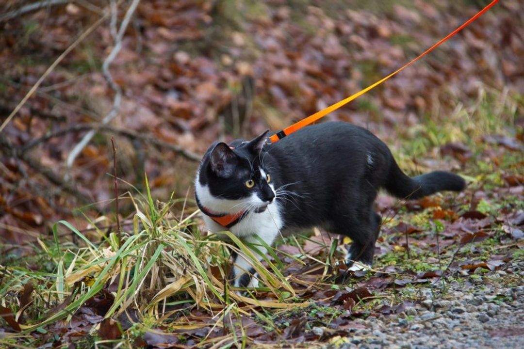 Walking Your Cat on a Lead: Tips & Benefits