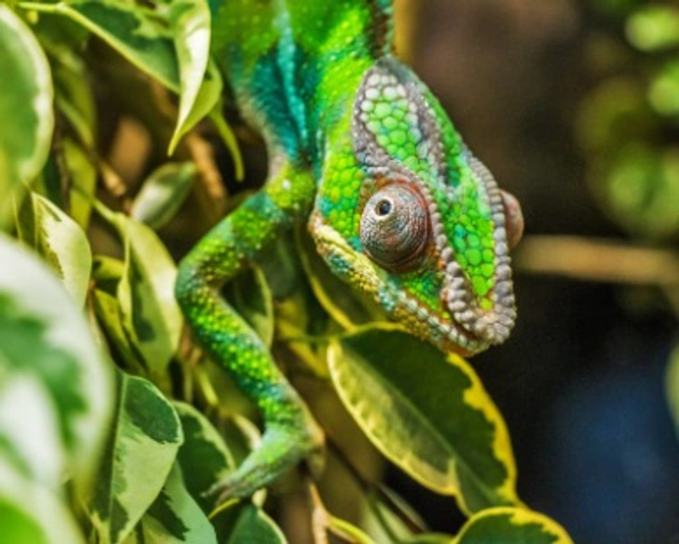 Camaleonte: prezzo e gestione a casa
