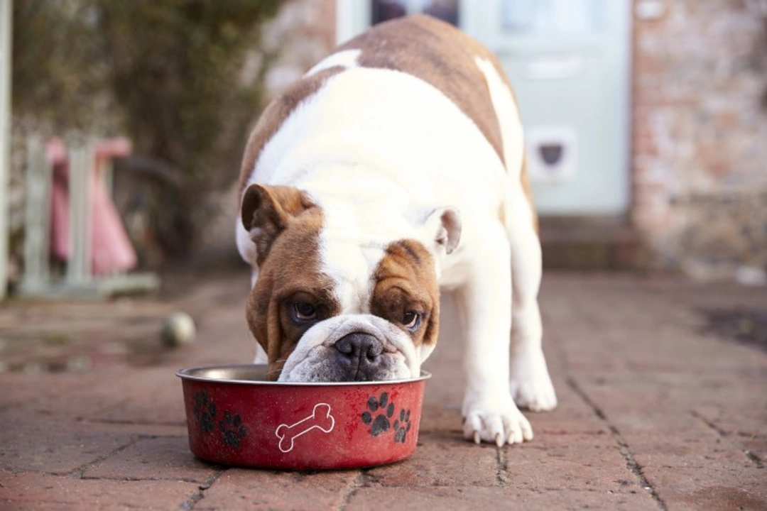 5 Common Dog Food Myths Debunked: What Every Owner Should Know