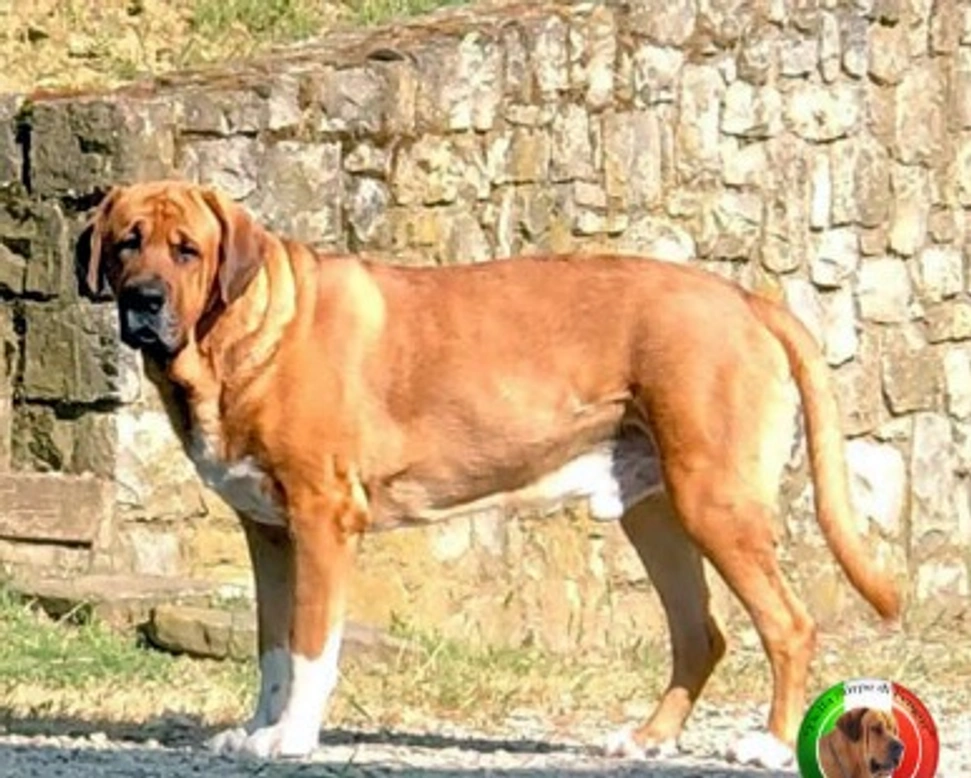 Il Broholmer, rara e stimata razza danese