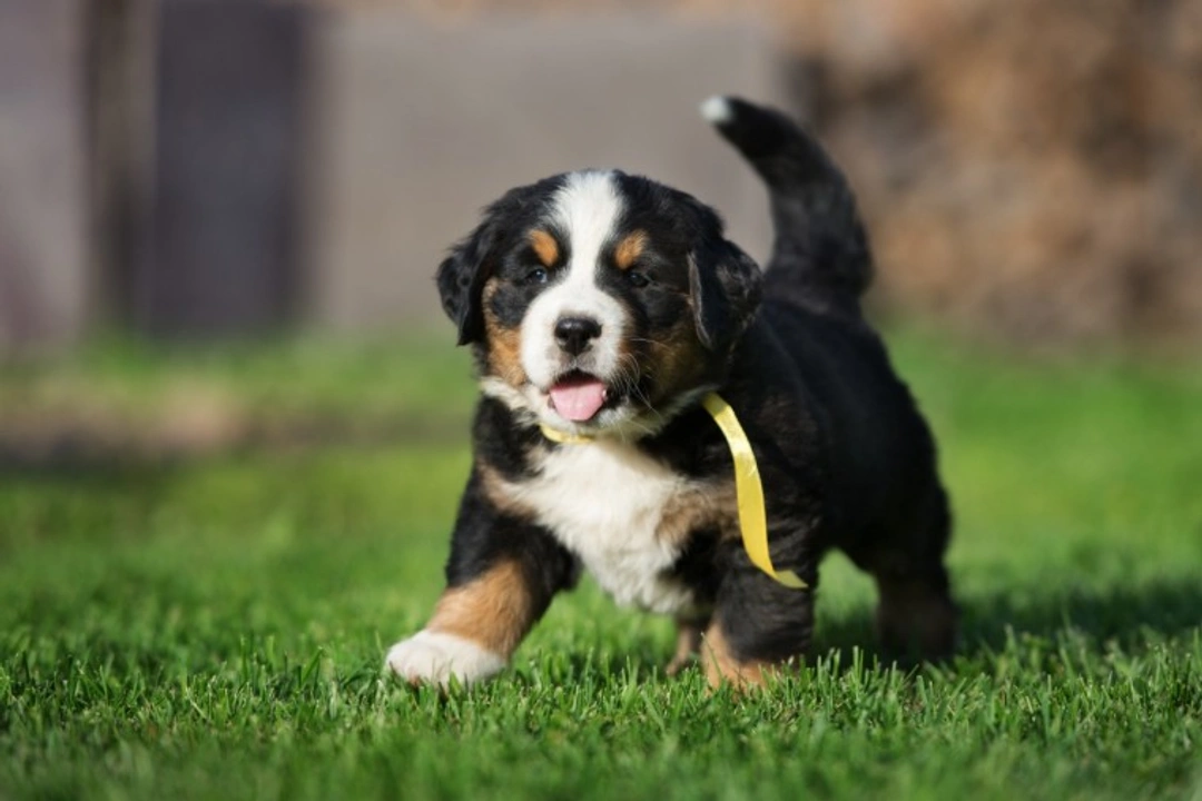 5 Mistakes to Avoid When Socialising Your New Puppy