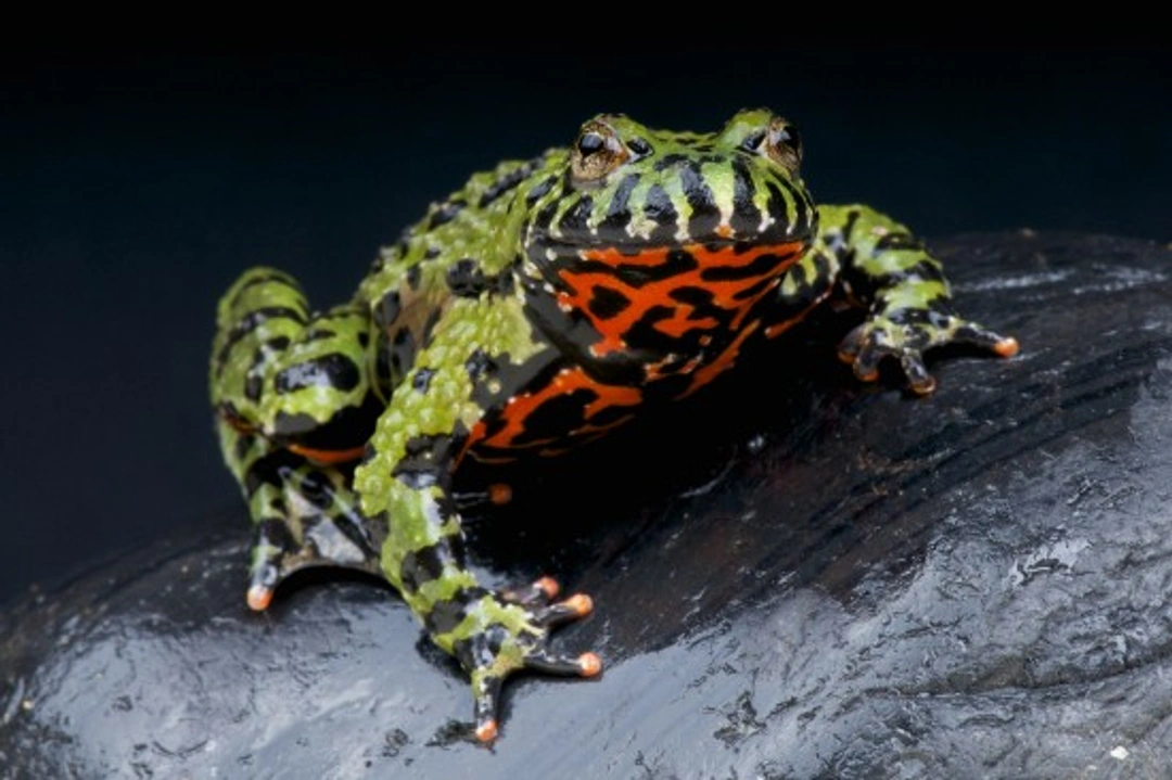 Choosing and Caring for a Fire Belly Toad: A Complete Guide