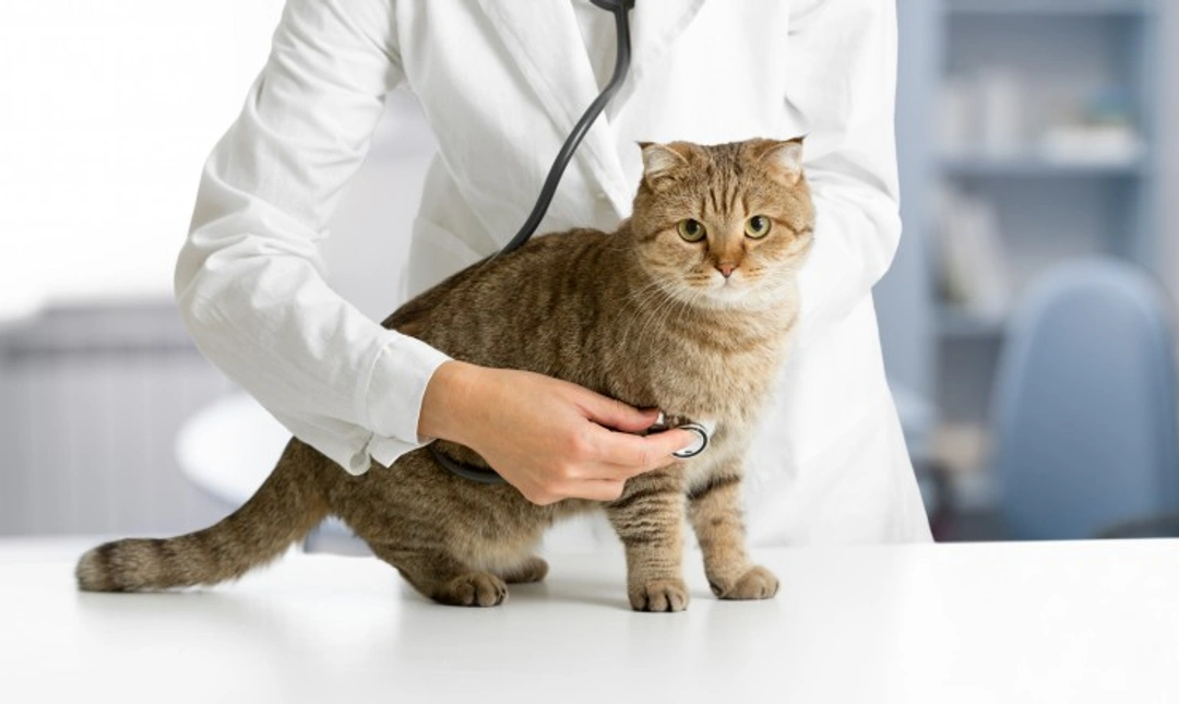Why Is My Cat Sick? Common Reasons and Expert Advice