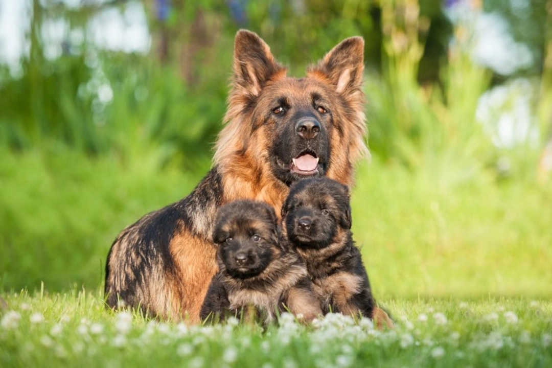 Essential Advice for Responsible Dog Breeding in the UK