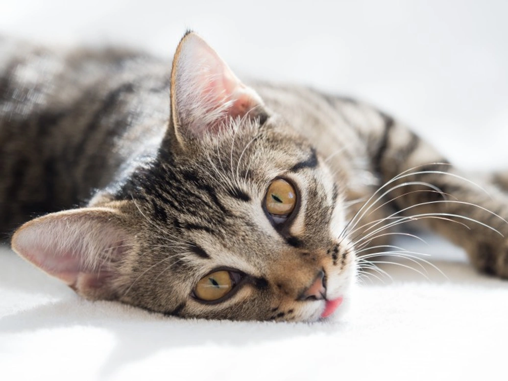 Coagulopathy in Cats: Understanding Liver-Related Causes & Care