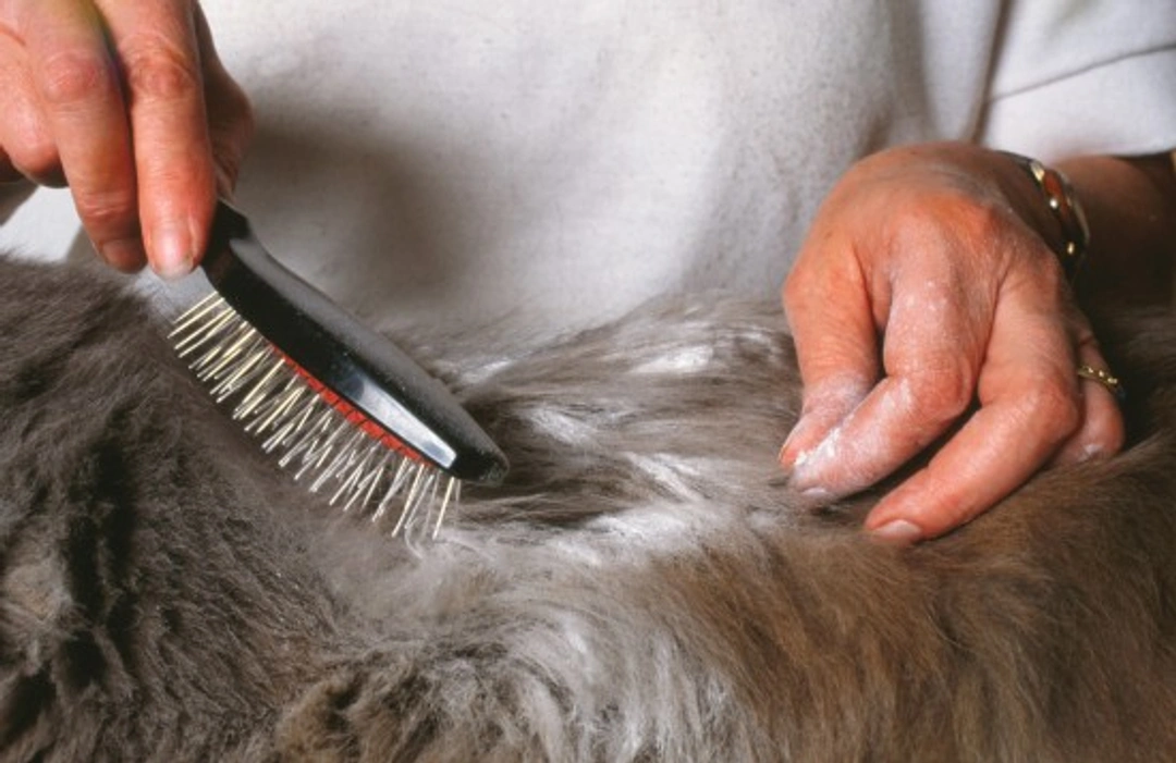 Six top tips for fighting fleas effectively