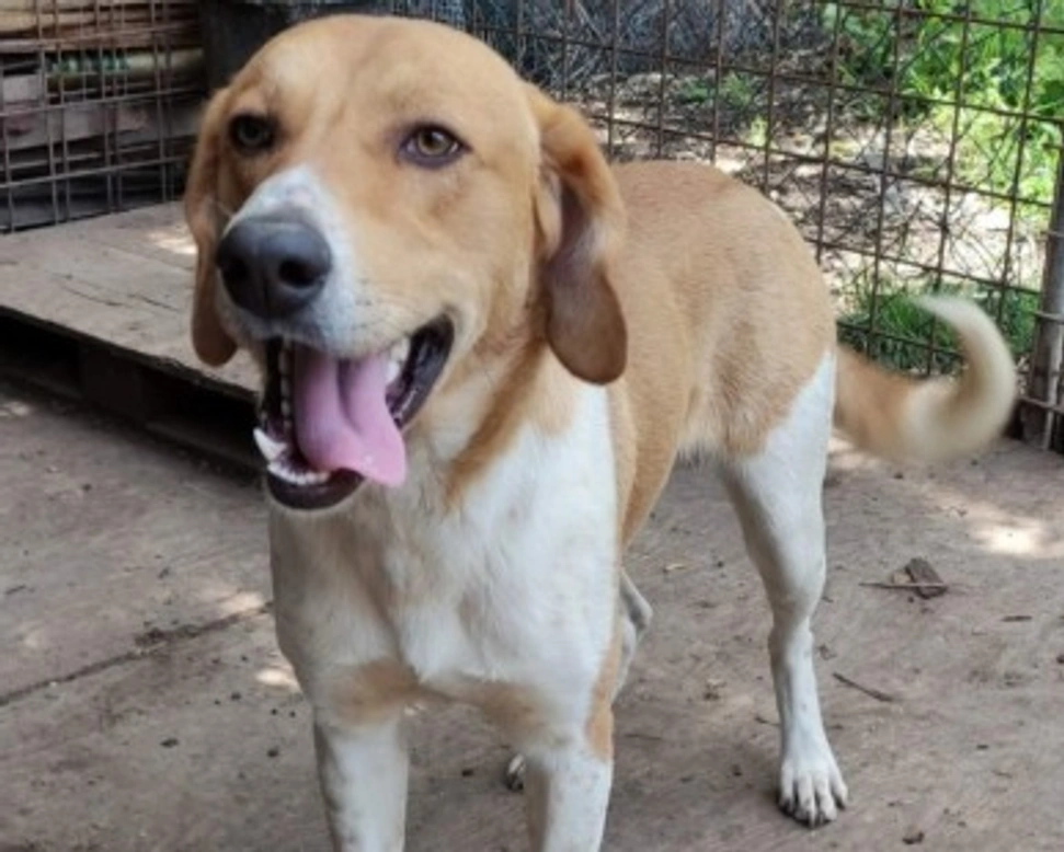 Adozioni cani: la storia di Cimino, cane che ama i biscotti