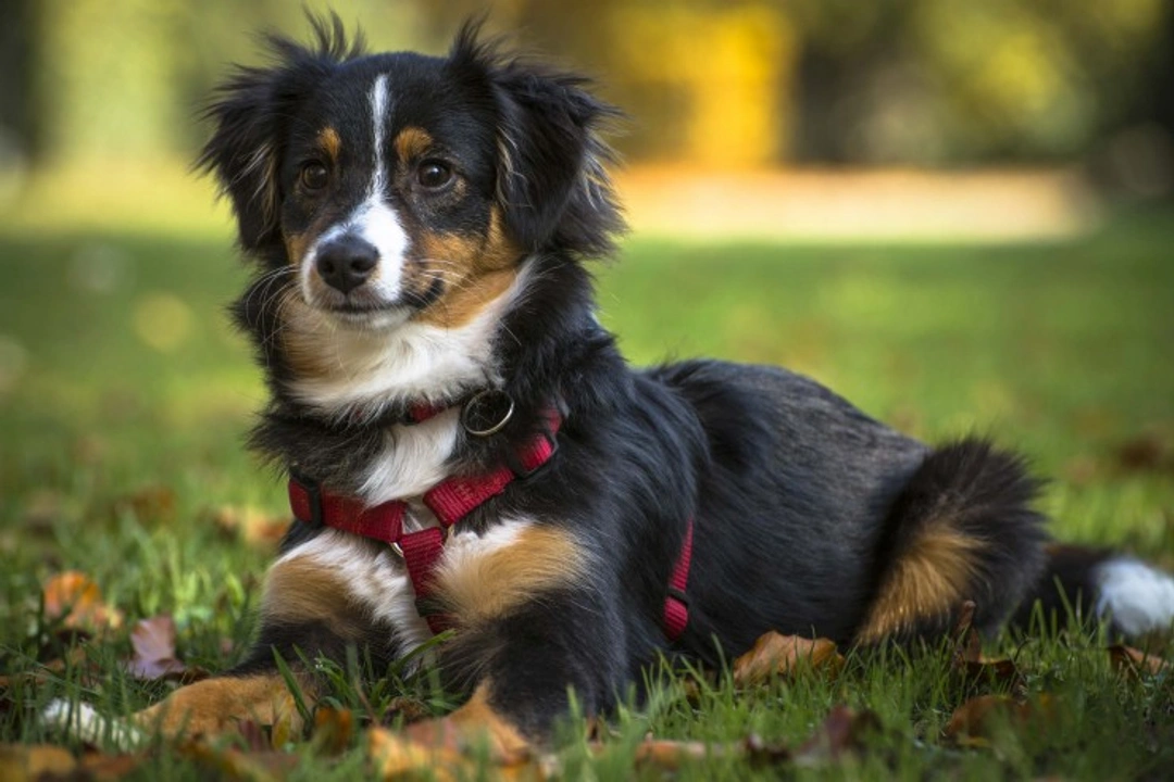 7 Less Obvious Allergy Symptoms in Dogs You Should Know