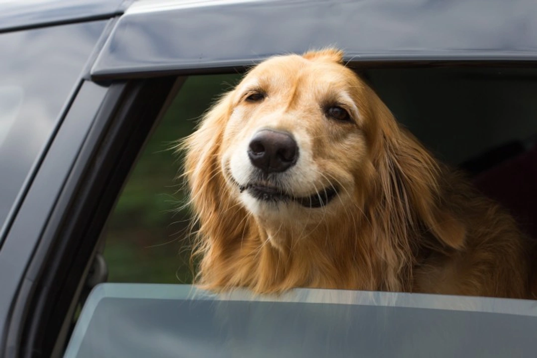 How to Stop Your Dog Barking in the Car: Top Tips and Training