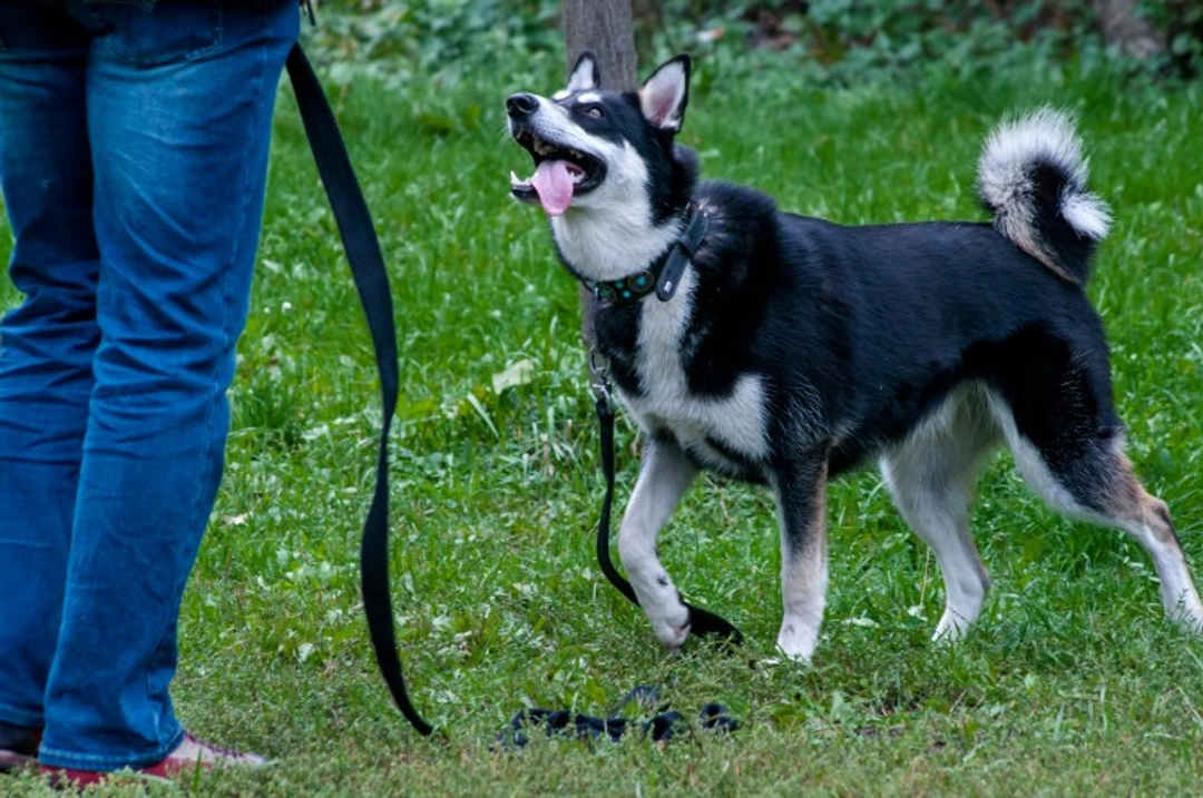 Training your Siberian Husky for reliable recall skills