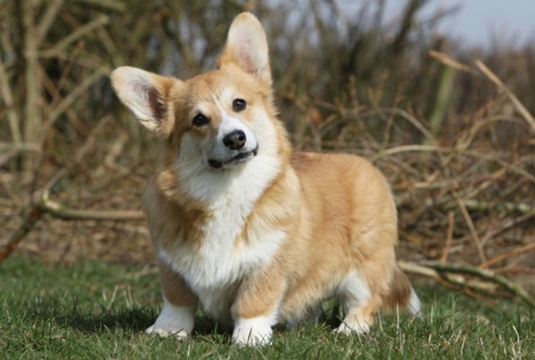 How to Keep Your Welsh Corgi’s Coat Looking Healthy