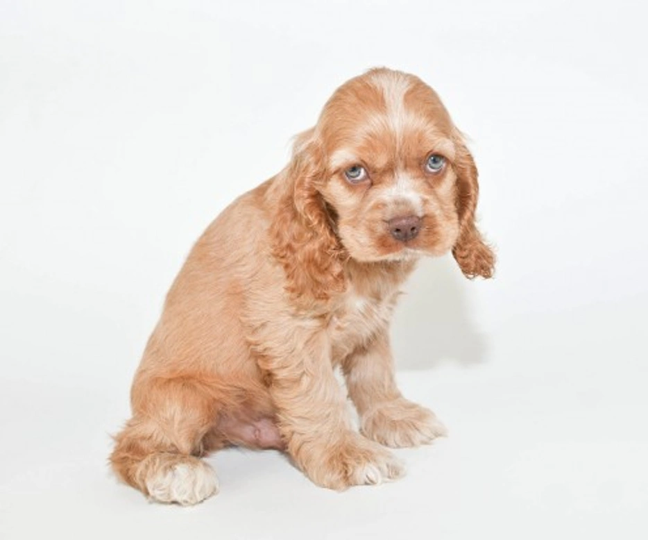 Traits and Caring for a Mistreated Puppy: A Complete Guide