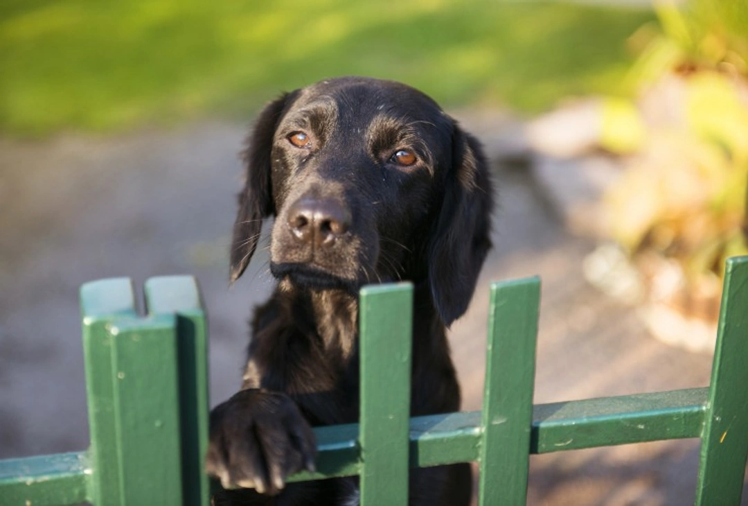 How to Stop Your Dog Escaping from the Garden: 7 Effective Tips