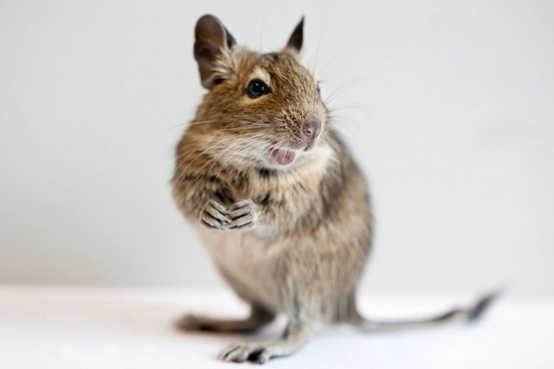 Keeping a Degu as a Pet: Complete UK Care Guide 2025