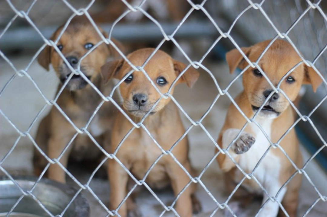 UK Puppy Import Ban 2025: 7 Steps for Ethical Puppy Buying