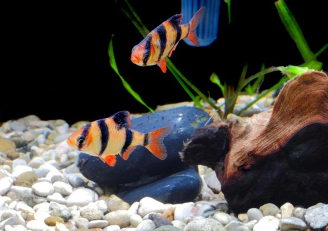 Common Tropical Fish Diseases: Causes, Symptoms & Treatment