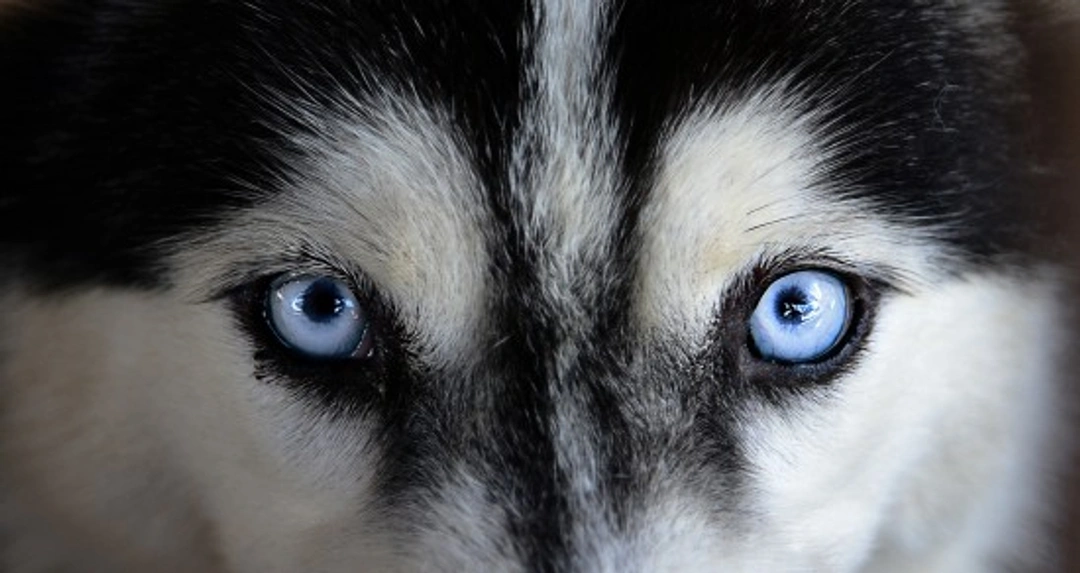 Cholesterol Deposits in Dog Eyes: Causes and Treatments