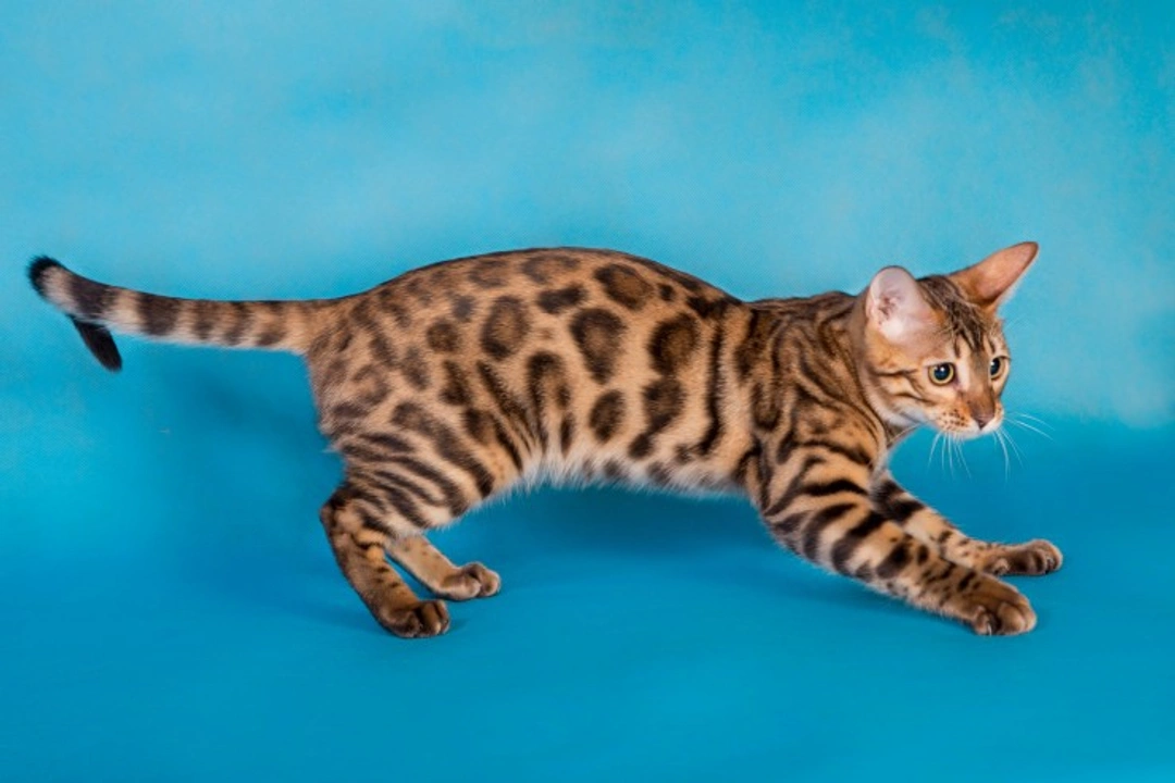 Savannah vs Bengal Cats: Which Exotic Breed Suits You Best?