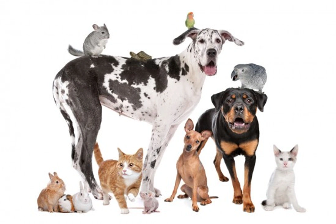 Choosing the Right Pet: Care Needs of Popular Animals