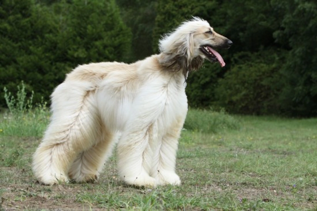 The Elegant Afghan Hound: History, Care & Temperament