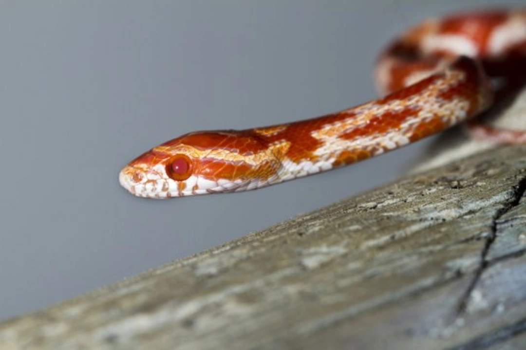 Complete Guide to Buying and Bringing Home Your First Snake