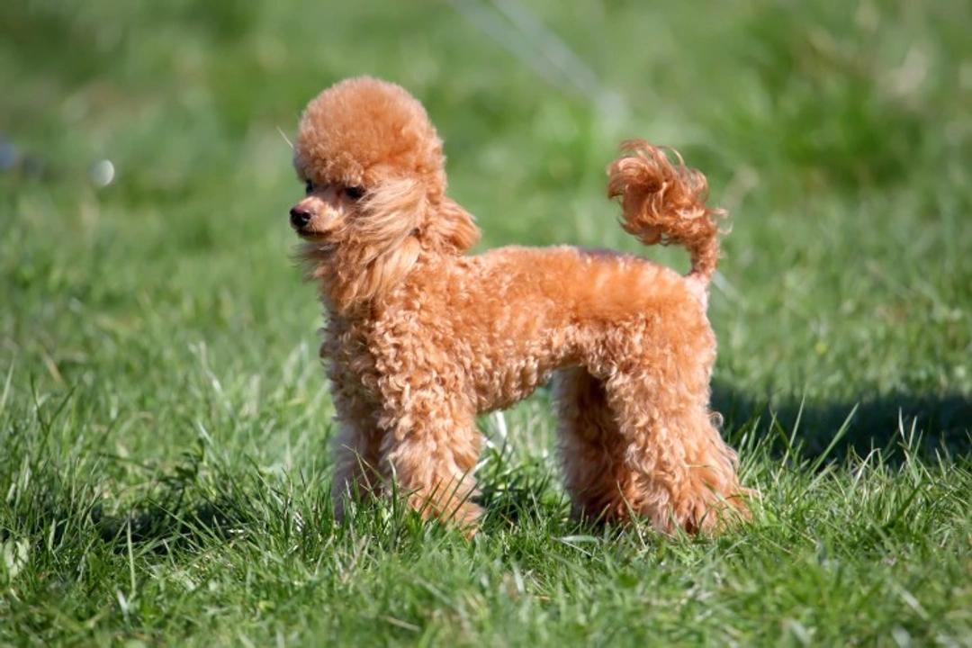 Miniature Poodle: Reserve Best in Show at Crufts 2020