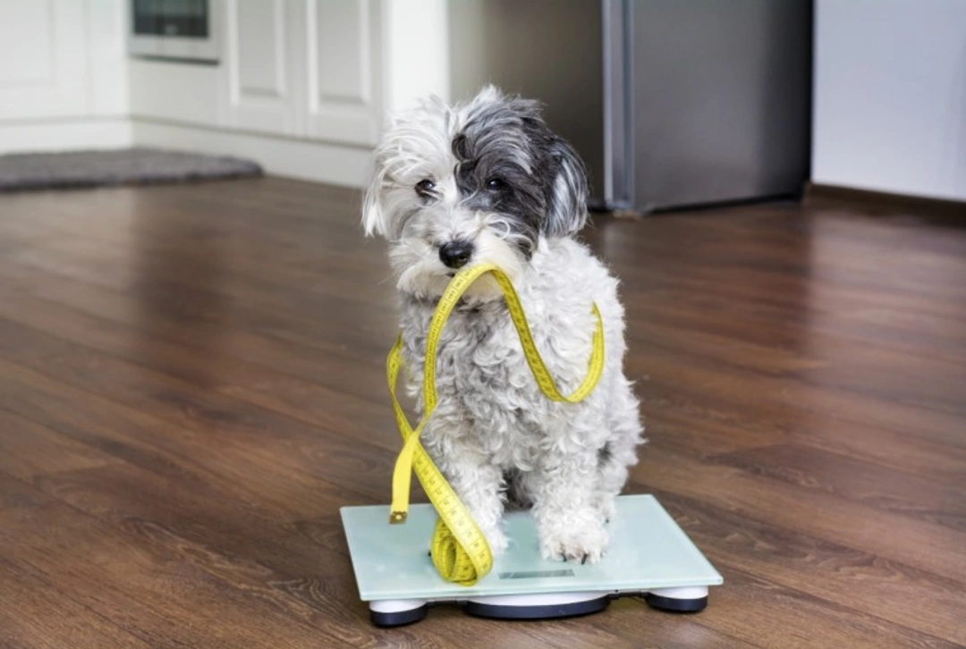 7 Key Factors to Determine Your Dog's Ideal Weight UK 2025