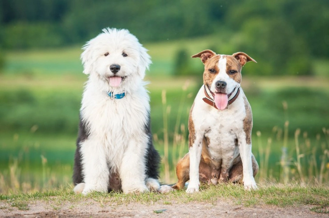Coping with Sibling Rivalry in Dogs: Expert Tips & Solutions