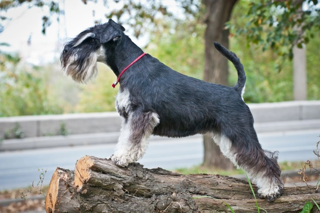 Schnauzer Comedone Syndrome: Causes, Care & Treatment Guide