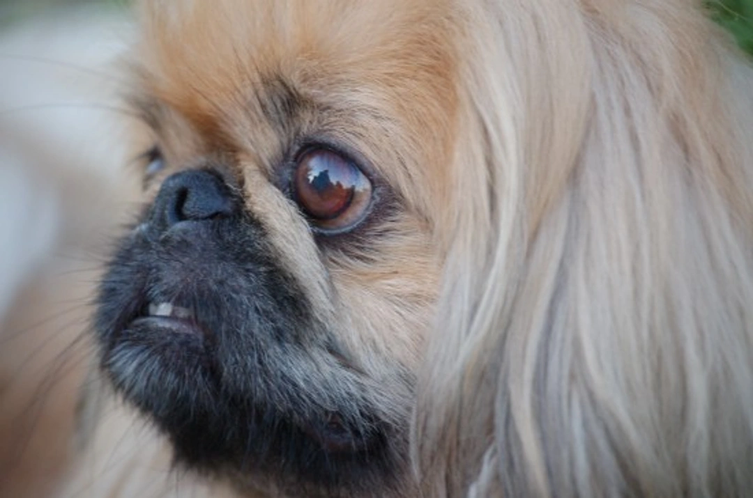 Pekingese Dog Care Guide: Health, Grooming & Wellness