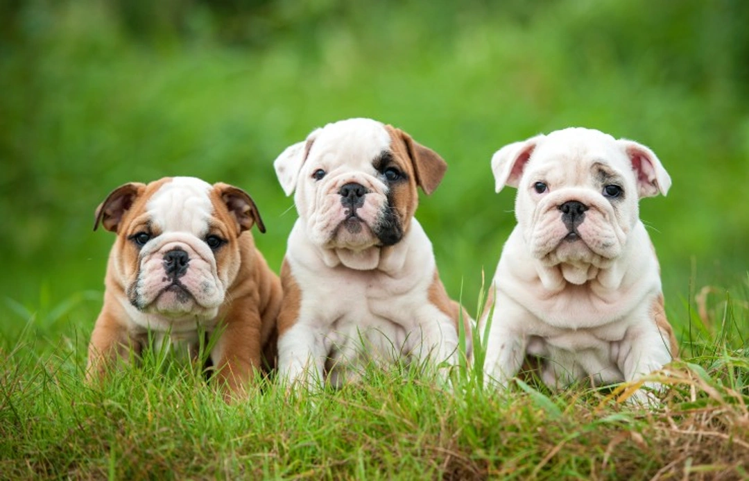 What to Know Before Breeding Your English Bulldog