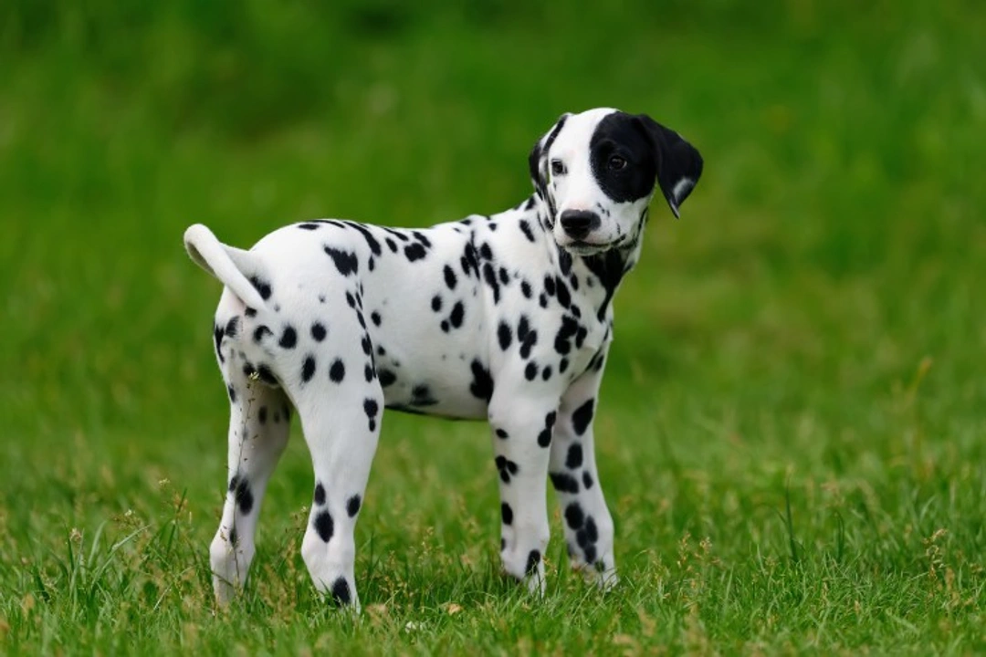 5 Fascinating Facts About Dalmatians You Should Know