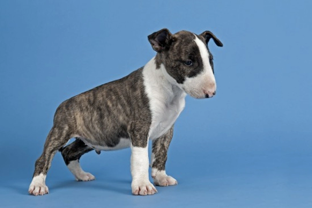 Is the English Bull Terrier a Good Pet? Expert Insights