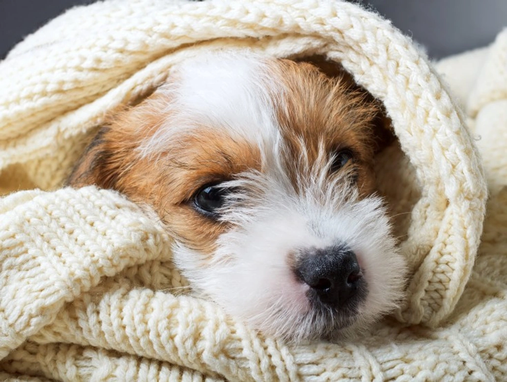 How to Tell if Your Dog is Warm Enough This Winter