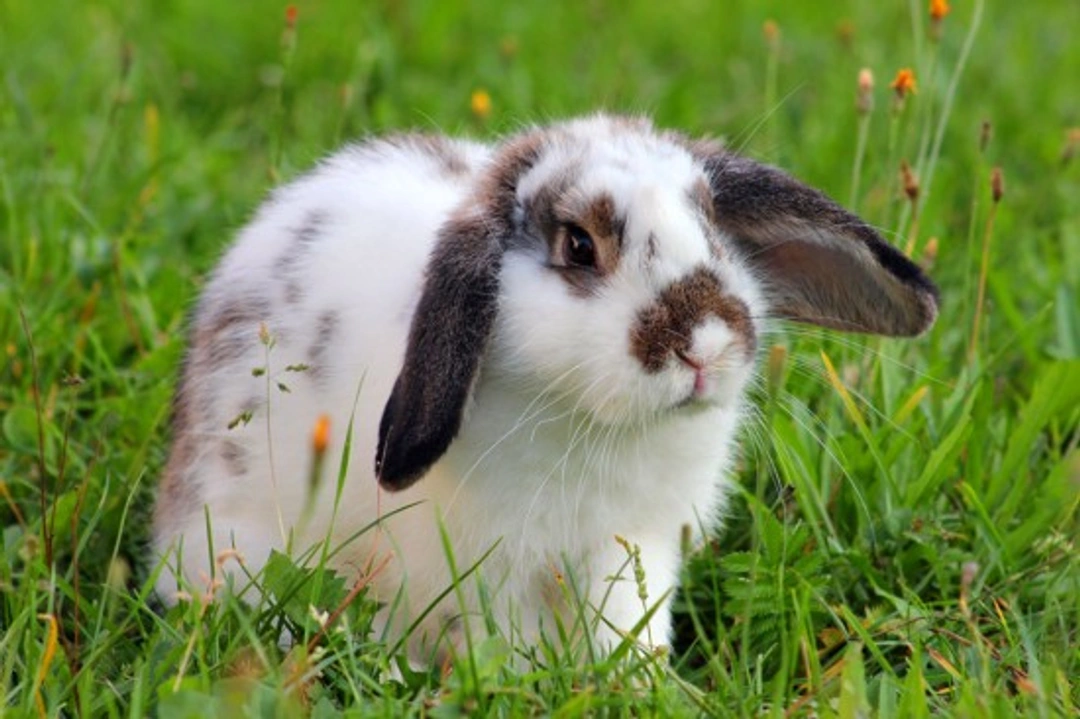 Comprehensive Guide to Rabbit Ownership in the UK
