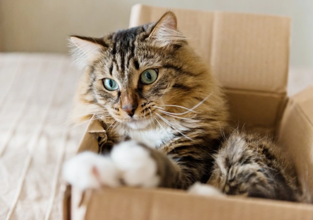 Why Do Cats Love Boxes? Insights & Care Tips