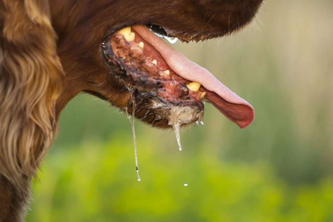 6 Surprising Facts About Dog Saliva Every U.S. Dog Owner Should Know