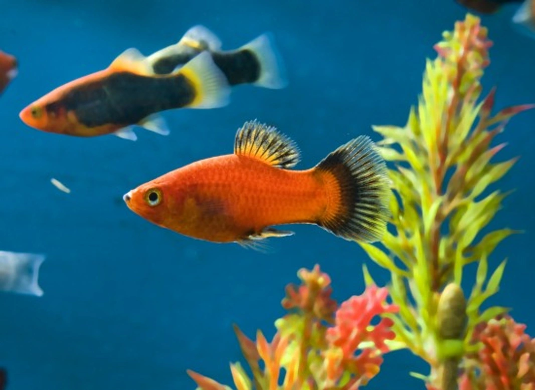 Beginner’s Guide: Top Tips for Keeping Aquarium Fish