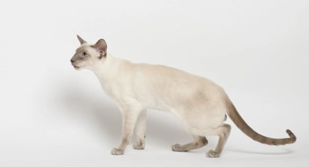 The Personality of the Siamese Cat: A Unique, Vocal Companion