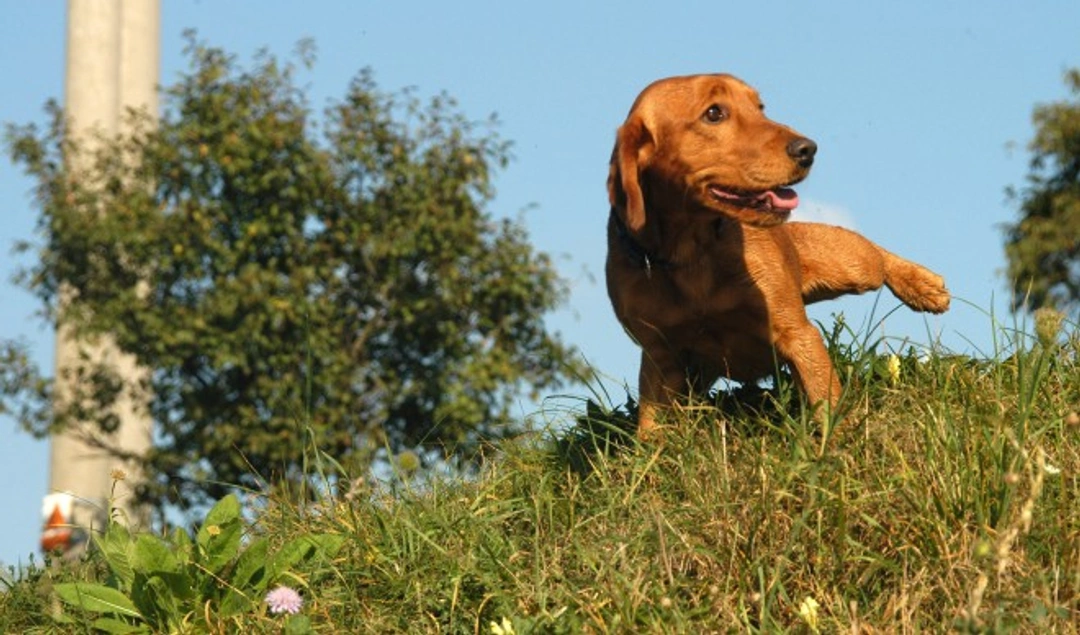 Top 5 Reasons Why Your Dog is Peeing Frequently