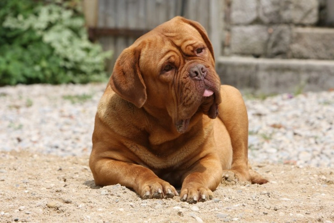 How Dog Size and Breed Impact Their Health and Longevity