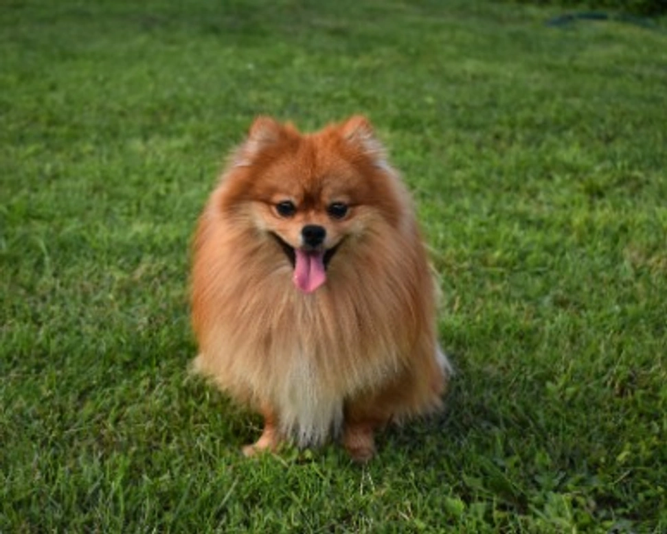 Volpino di Pomerania nano: prezzo e dove trovarlo