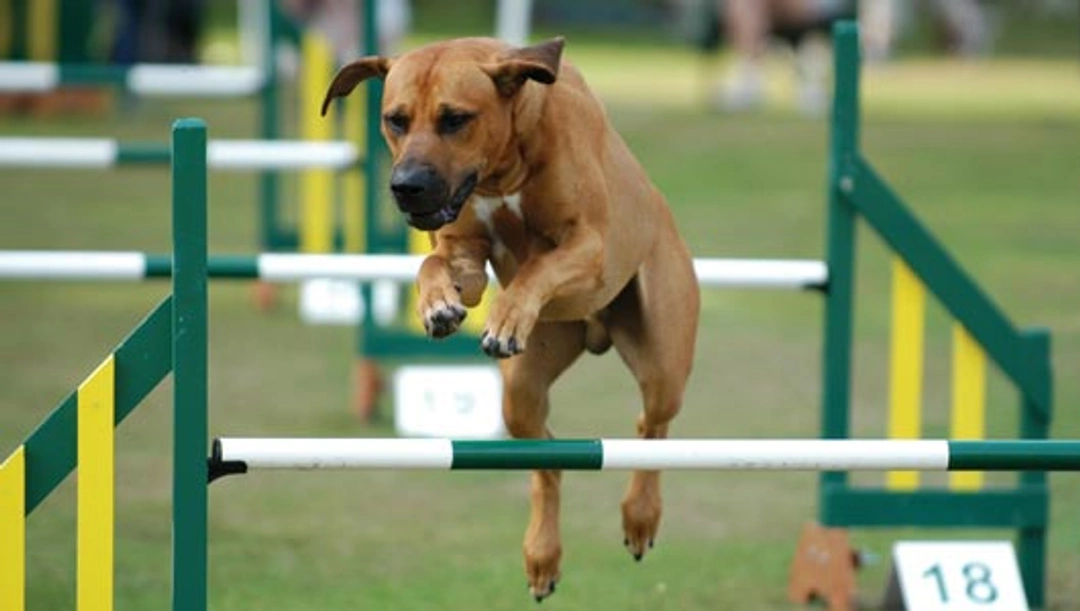 Agility (behendigheid met parcourelementen)