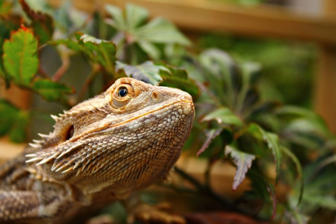 6 Hidden Dangers Lurking in Your Reptile Terrarium