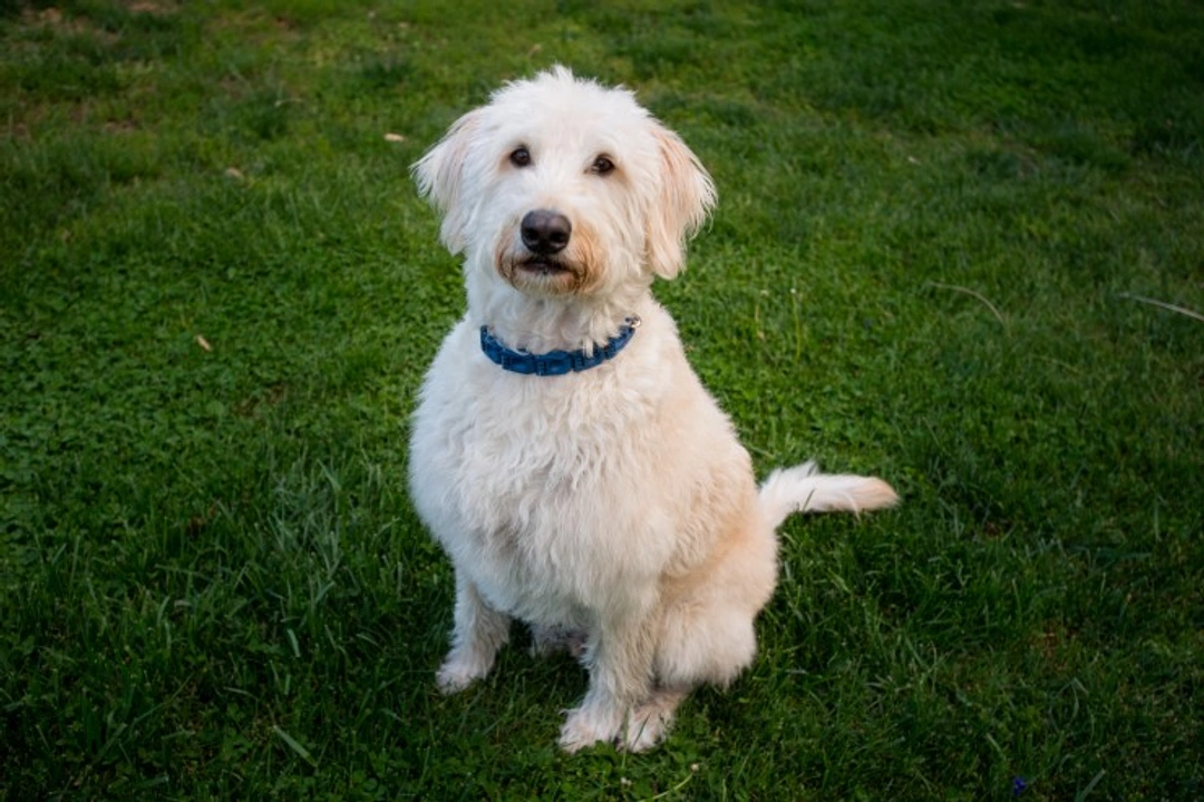 Five good reasons to own a Labradoodle